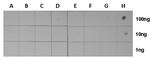 H3K27ac Antibody in Dot Blot (DB)