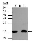 H3K27ac Antibody in Immunoprecipitation (IP)