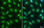 H3K4me3 Antibody in Immunocytochemistry (ICC/IF)