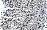 H3K4me3 Antibody in Immunohistochemistry (Paraffin) (IHC (P))