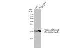 H3K4me3 Antibody in Western Blot (WB)