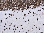 H4K8ac Antibody in Immunohistochemistry (Paraffin) (IHC (P))