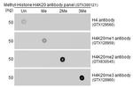 H4K20me3 Antibody in Dot Blot (DB)