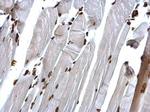 H4K20me3 Antibody in Immunohistochemistry (Paraffin) (IHC (P))