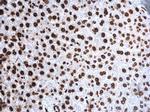 H4K20me3 Antibody in Immunohistochemistry (Paraffin) (IHC (P))