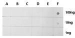 H2AK5ac Antibody in Dot Blot (DB)