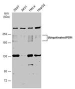 PER1 Antibody in Western Blot (WB)