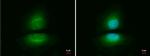 NAMPT Antibody in Immunocytochemistry (ICC/IF)