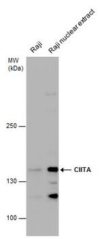 CIITA Antibody in Western Blot (WB)