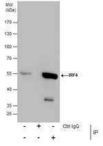 IRF4 Antibody in Immunoprecipitation (IP)