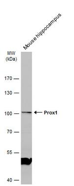 PROX1 Antibody in Western Blot (WB)