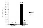 SIN3A Antibody in ChIP Assay (ChIP)