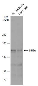 SIN3A Antibody in Western Blot (WB)