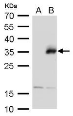 Neurogenin 1 Antibody in Western Blot (WB)