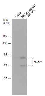 FOXP1 Antibody in Western Blot (WB)