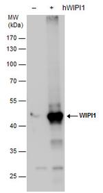 WIPI1 Antibody in Western Blot (WB)