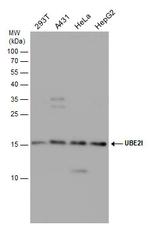 UBC9 Antibody in Western Blot (WB)