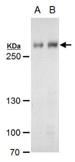 ARID1A Antibody in Western Blot (WB)