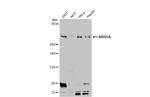 ARID1A Antibody in Western Blot (WB)