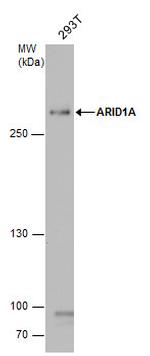 ARID1A Antibody in Western Blot (WB)