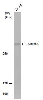 ARID1A Antibody in Western Blot (WB)