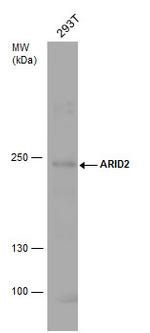 ARID2 Antibody in Western Blot (WB)