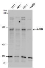 ARID2 Antibody in Western Blot (WB)