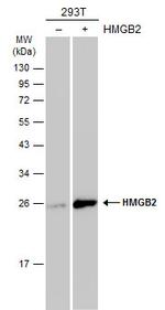 HMGB2 Antibody in Western Blot (WB)