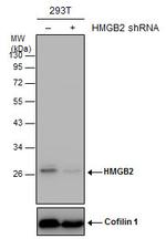 HMGB2 Antibody in Western Blot (WB)