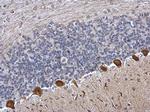 ICMT Antibody in Immunohistochemistry (Paraffin) (IHC (P))