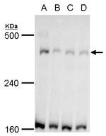 TRRAP Antibody in Western Blot (WB)