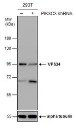 VPS34 Antibody in Western Blot (WB)