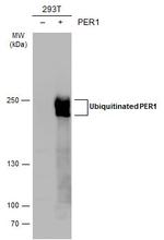 PER1 Antibody in Western Blot (WB)