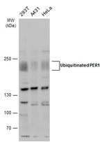 PER1 Antibody in Western Blot (WB)