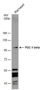 PPARGC1B Antibody in Western Blot (WB)