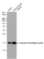 H3K27me3 Antibody in Western Blot (WB)