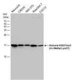 H3K27me3 Antibody in Western Blot (WB)