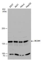 RC3H1 Antibody in Western Blot (WB)