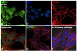 GATA6 Antibody in Immunocytochemistry (ICC/IF)