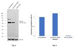 GATA6 Antibody in Western Blot (WB)