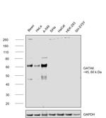 GATA6 Antibody in Western Blot (WB)