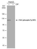 Phospho-FAK (Tyr397) Antibody in Western Blot (WB)