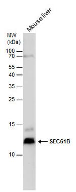 SEC61B Antibody in Western Blot (WB)