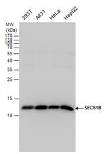 SEC61B Antibody in Western Blot (WB)