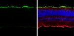 Rhodopsin Antibody in Immunohistochemistry (Frozen) (IHC (F))