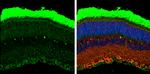 Rhodopsin Antibody in Immunohistochemistry (Paraffin) (IHC (P))