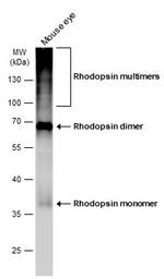 Rhodopsin Antibody in Western Blot (WB)