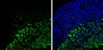 beta-3 Tubulin Antibody in Immunohistochemistry (Frozen) (IHC (F))