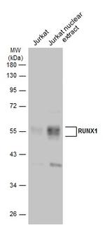 RUNX1 Antibody in Western Blot (WB)