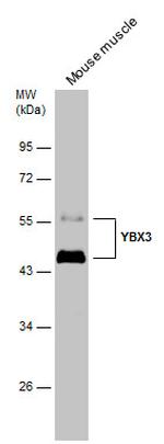 ZONAB Antibody in Western Blot (WB)